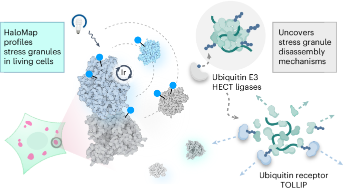 µMap proximity labeling in living cells reveals stress granule disassembly mechanisms