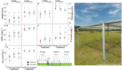 Differential responses of community-level functional traits to mid- and late-season experimental drought in a temperate grassland