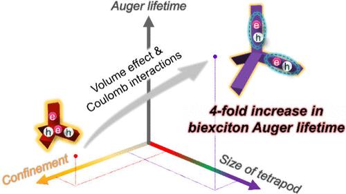 Probing Size-Driven Exciton Behavior in InP Tetrapods via Time-Resolved Spectroscopy