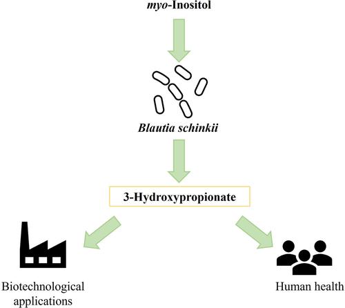 3-Hydroxypropionate production from myo-inositol by the gut acetogen Blautia schinkii