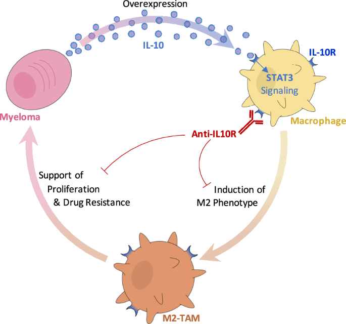 IL-10R inhibition reprograms tumor-associated macrophages and reverses drug resistance in multiple myeloma