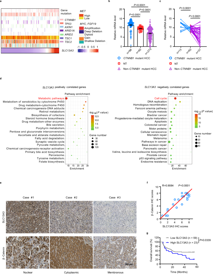 SLC13A3 is a major effector downstream of activated β-catenin in liver cancer pathogenesis