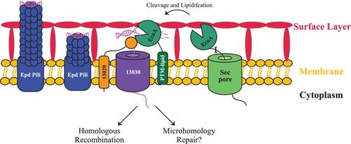 An Extracellular, Ca2+‐Activated Nuclease (EcnA) Mediates Transformation in a Naturally Competent Archaeon