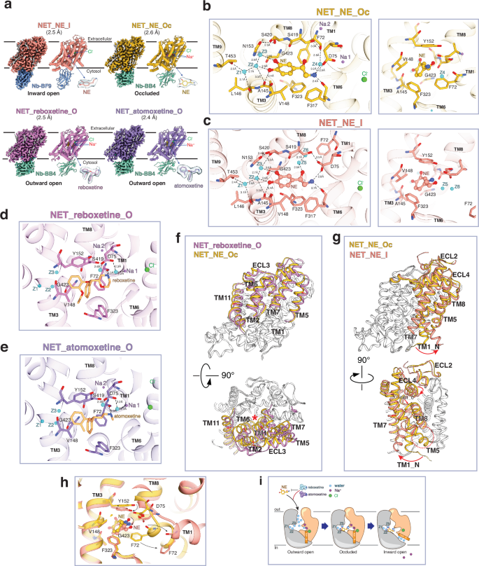 Mechanistic insights of substrate transport and inhibitor binding revealed by high-resolution structures of human norepinephrine transporter