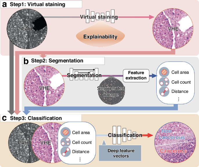 Deep learning-based virtual staining, segmentation, and classification in label-free photoacoustic histology of human specimens