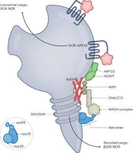 Illuminating GPCR trafficking