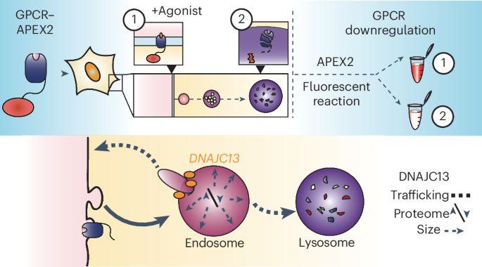 An engineered trafficking biosensor reveals a role for DNAJC13 in DOR downregulation