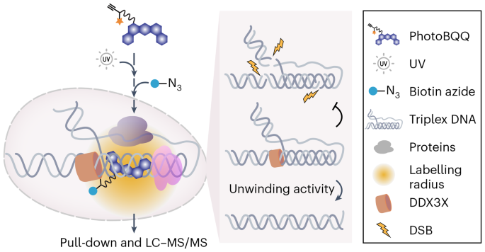 Chemoproteomic profiling unveils binding and functional diversity of endogenous proteins that interact with endogenous triplex DNA