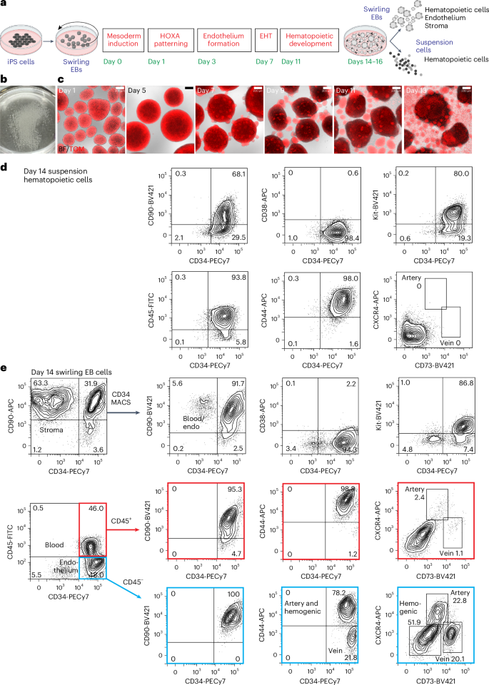 Long-term engrafting multilineage hematopoietic cells differentiated from human induced pluripotent stem cells