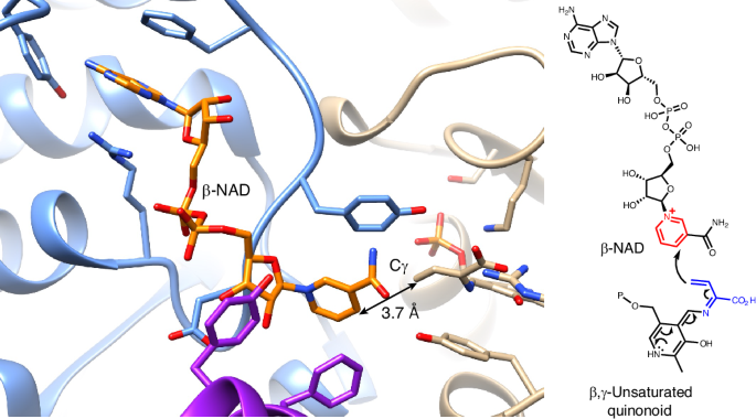 The structural basis of pyridoxal-5′-phosphate-dependent β-NAD-alkylating enzymes