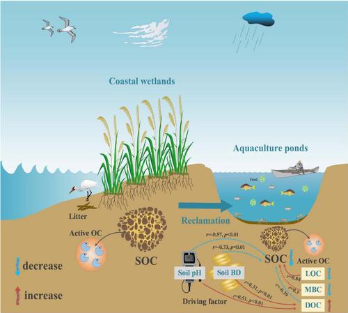 Losses and destabilization of soil organic carbon stocks in coastal wetlands converted into aquaculture ponds