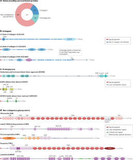 Mechanisms of assembly and remodelling of the extracellular matrix