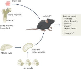 Mitochondrial transplants to treat mitochondrial dysfunction