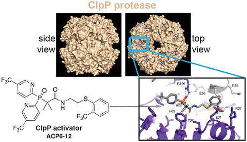 Structure-Based Design and Development of Phosphine Oxides as a Novel Chemotype for Antibiotics that Dysregulate Bacterial ClpP Proteases.