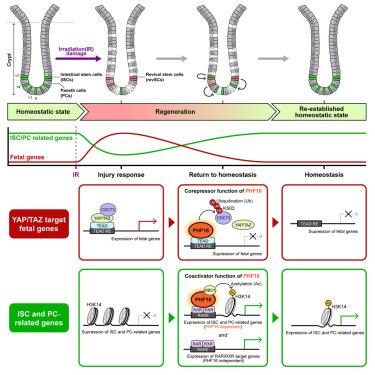 Dual function of PHF16 in reinstating homeostasis of murine intestinal epithelium after crypt regeneration