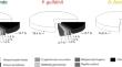 Exploring multigene families of odorant binding proteins and cytochrome P450 monooxygenases in the stink bug pest complex through comparative transcriptomics