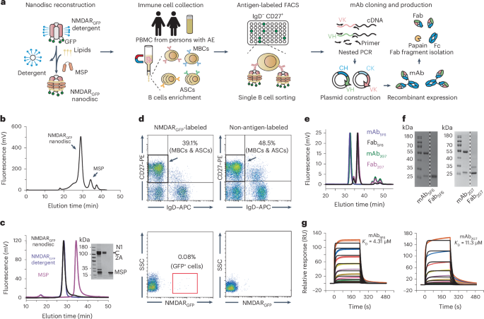 Structural basis for antibody-mediated NMDA receptor clustering and endocytosis in autoimmune encephalitis