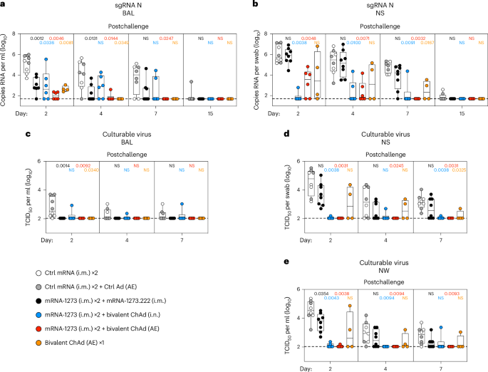 Mucosal adenovirus vaccine boosting elicits IgA and durably prevents XBB.1.16 infection in nonhuman primates