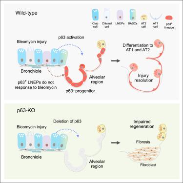 Alveolar regeneration by airway secretory-cell-derived p63+ progenitors