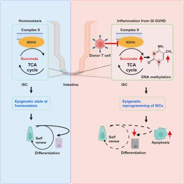 Inflammation-induced epigenetic imprinting regulates intestinal stem cells