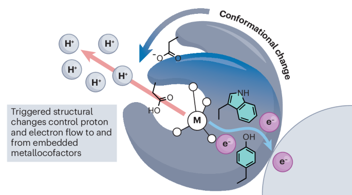 Conformational control over proton-coupled electron transfer in metalloenzymes.