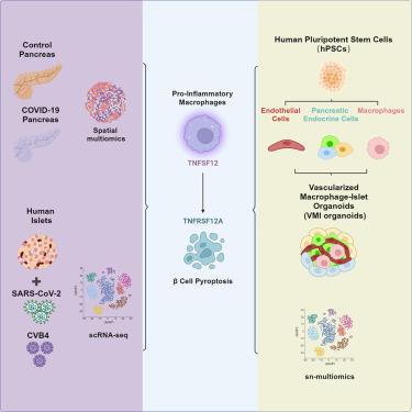 Human vascularized macrophage-islet organoids to model immune-mediated pancreatic β cell pyroptosis upon viral infection