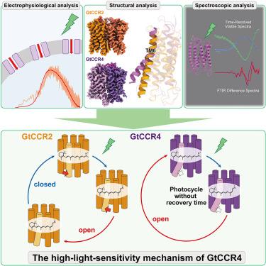 The high-light-sensitivity mechanism and optogenetic properties of the bacteriorhodopsin-like channelrhodopsin GtCCR4