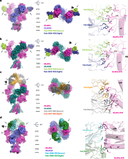 Structural and functional mechanisms of anti-NMDAR autoimmune encephalitis