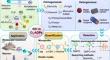 Hydroxyl radicals in ozone-based advanced oxidation of organic contaminants: A review