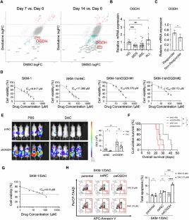 Genome-wide CRISPR/Cas9 library screening identified OGDH as a regulator of disease progress and resistance to decitabine in myelodysplastic neoplasm by reprogramming glutamine metabolism