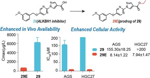 Structural Optimization and Structure-Activity Relationship of 1<i>H</i>-Pyrazole-4-carboxylic Acid Derivatives as DNA 6mA Demethylase ALKBH1 Inhibitors and Their Antigastric Cancer Activity.