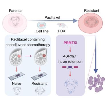 A chemical screen identifies PRMT5 as a therapeutic vulnerability for paclitaxel-resistant triple-negative breast cancer