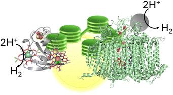 Photosynthetic biohybrid systems for solar fuels catalysis.