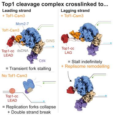 Mechanisms controlling replication fork stalling and collapse at topoisomerase 1 cleavage complexes