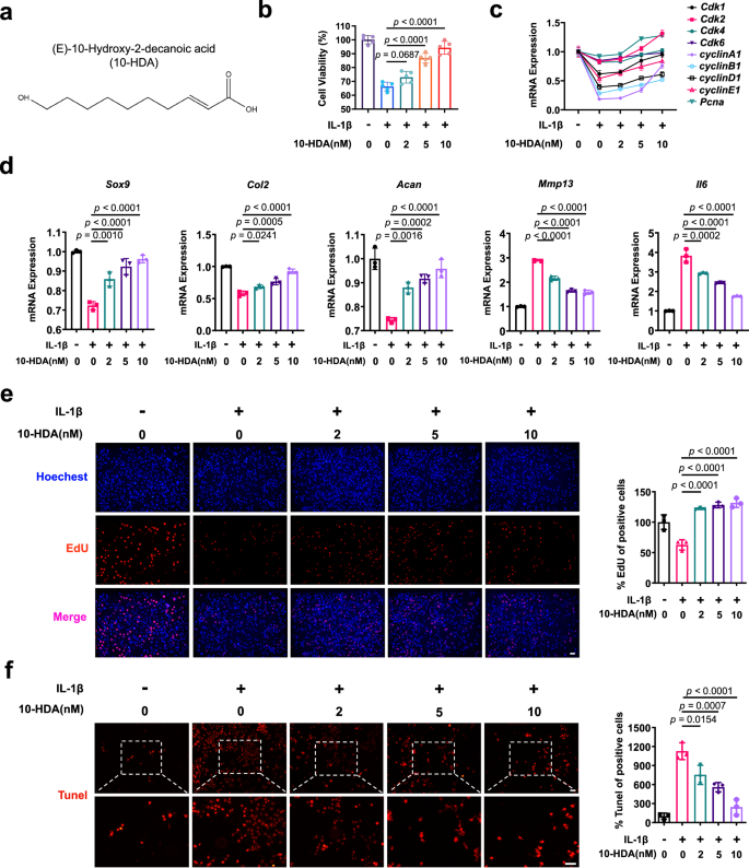 10-hydroxy-2-decenoic acid prevents osteoarthritis by targeting aspartyl β hydroxylase and inhibiting chondrocyte senescence in male mice preclinically