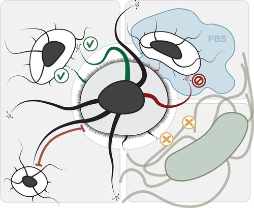 The role of endospore appendages in spore–spore interactions in the pathogenic Bacillus cereus group