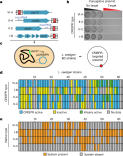 Diverse viral cas genes antagonize CRISPR immunity