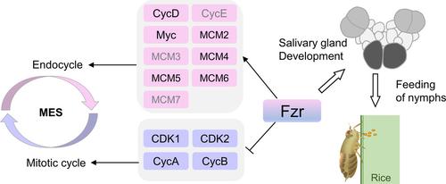 Knockdown of Fzr inhibited the growth of Nilaparvata lugens by blocking endocycle