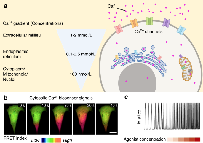 Bone targeted nano-drug and nano-delivery