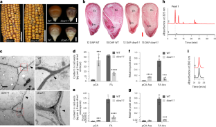 A sucrose ferulate cycle linchpin for ferulyolation of arabinoxylans in plant commelinids