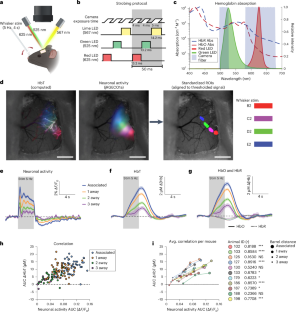 Distal activity patterns shape the spatial specificity of neurovascular coupling