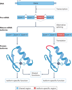 Protein isoform-centric therapeutics: expanding targets and increasing specificity