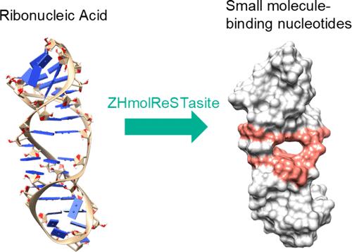Predicting Small Molecule Binding Nucleotides in RNA Structures Using RNA Surface Topography.