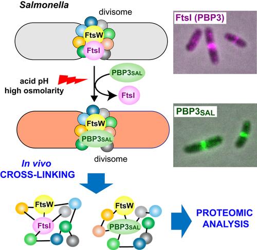 In Vivo Cross-Linking Sheds Light on the Salmonella Divisome in Which PBP3 and PBP3<sub>SAL</sub> Compete for Occupancy.