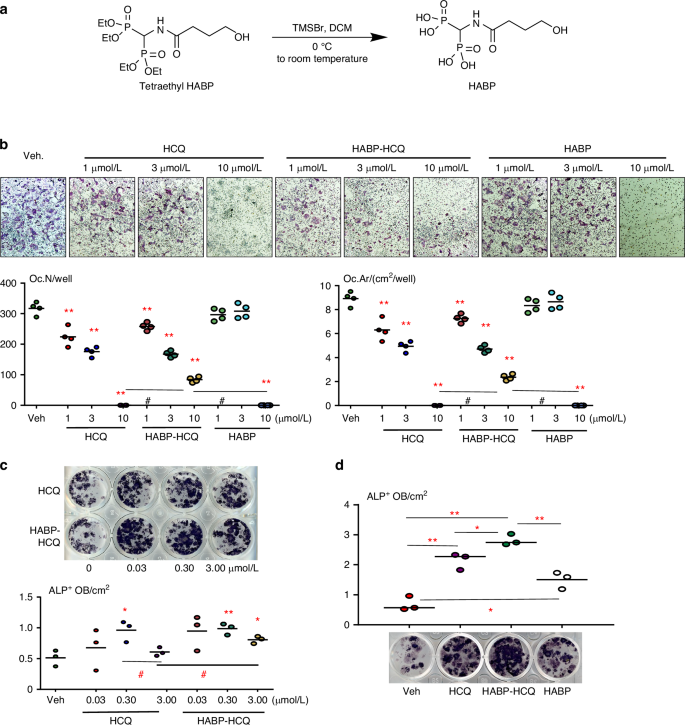 Hydroxychloroquine and a low antiresorptive activity bisphosphonate conjugate prevent and reverse ovariectomy-induced bone loss in mice through dual antiresorptive and anabolic effects.