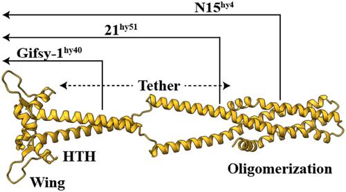 DNA Packaging Specificity in the λ-Like Phages: Gifsy-1.