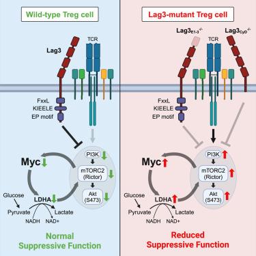 Inhibitory co-receptor Lag3 supports Foxp3+ regulatory T cell function by restraining Myc-dependent metabolic programming