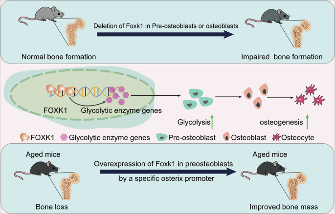 Foxk1 promotes bone formation through inducing aerobic glycolysis