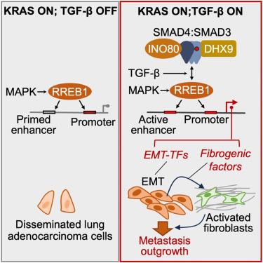 TGF-β and RAS jointly unmask primed enhancers to drive metastasis