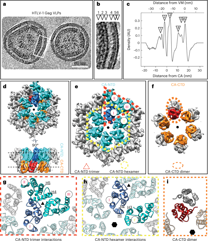 Distinct stabilization of the human T cell leukemia virus type 1 immature Gag lattice